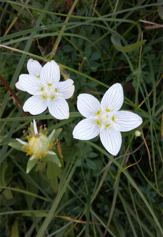 Atem-Entlebuch – Atemtherapie